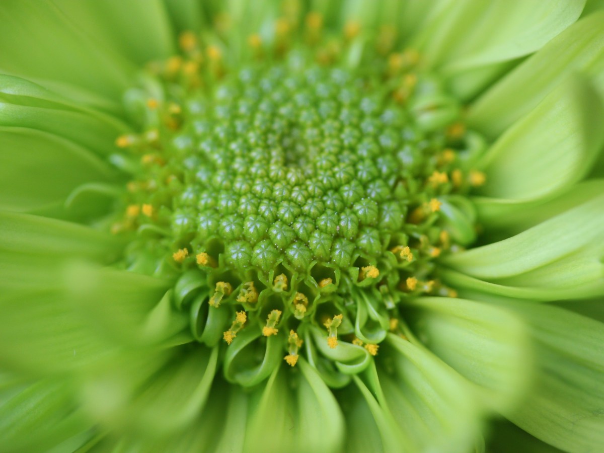 Flower Photography